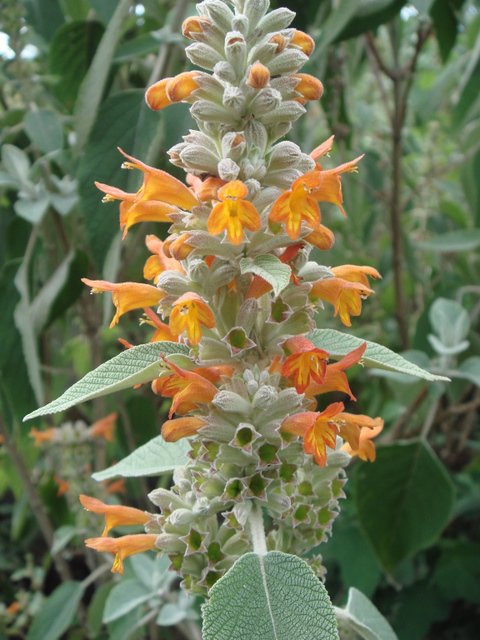 Colqhounia coccinea 'Vestita' fleur P19 P22